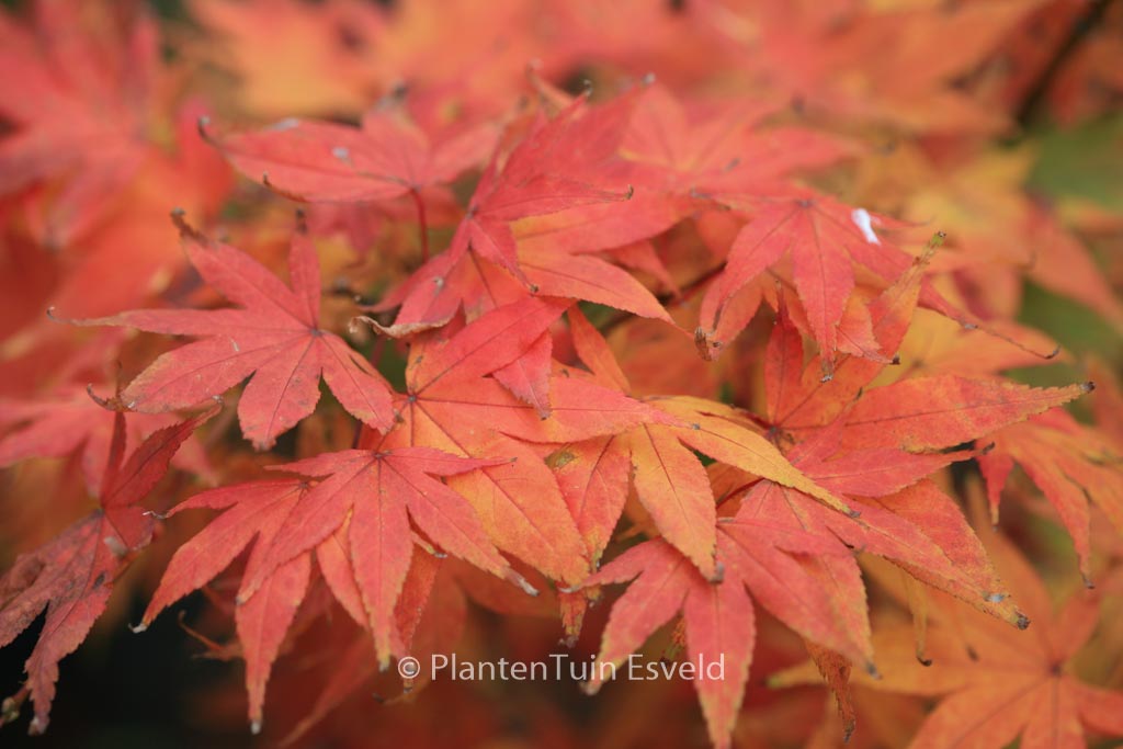 Acer palmatum ‘Mini Mondo’