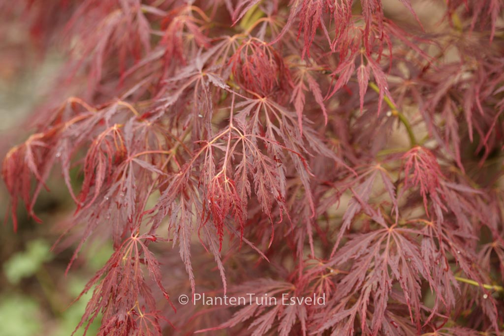 Acer palmatum ‘Mioun’