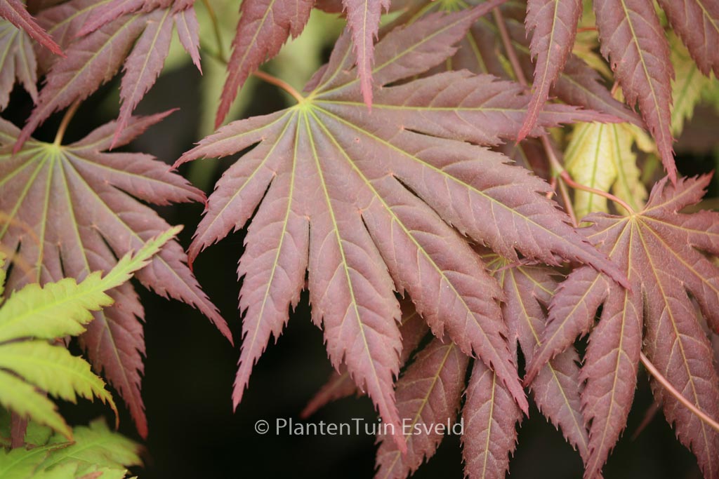 Acer palmatum ‘Mirte’