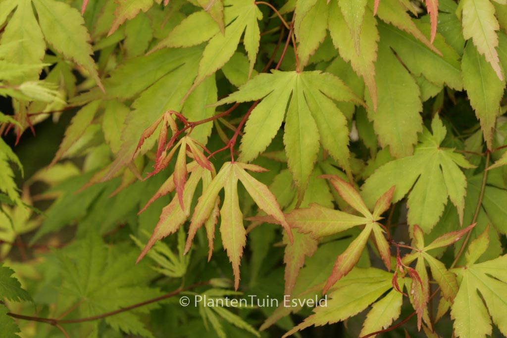 Acer palmatum ‘Misty Moon’