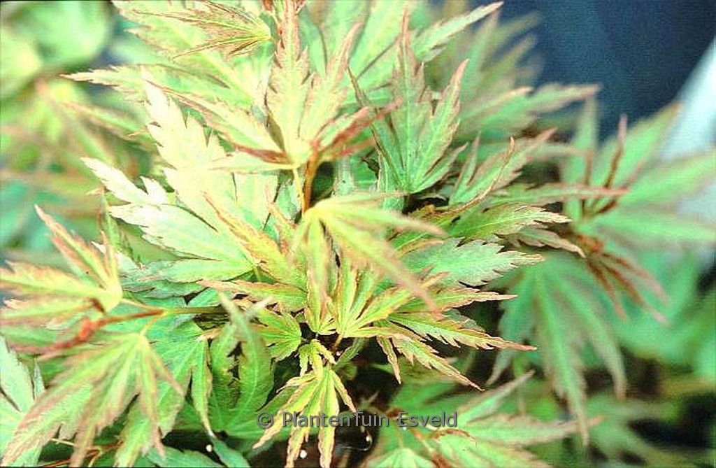 Acer palmatum ‘Miyabe nishiki’
