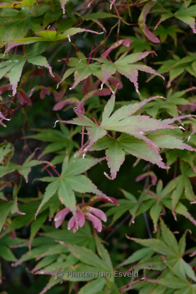 Acer palmatum ‘Mon Papa’