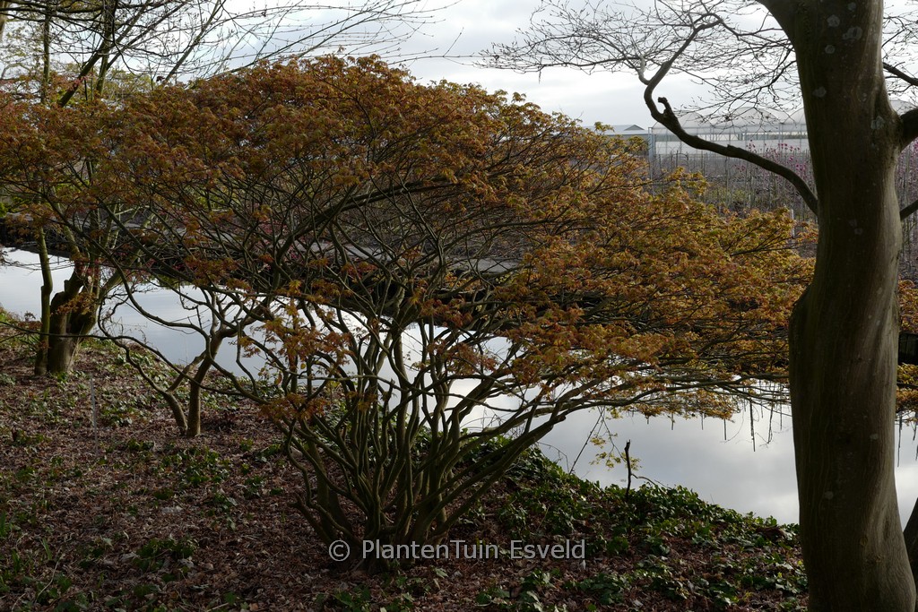 Acer palmatum ‘Murasaki-kiyohime’