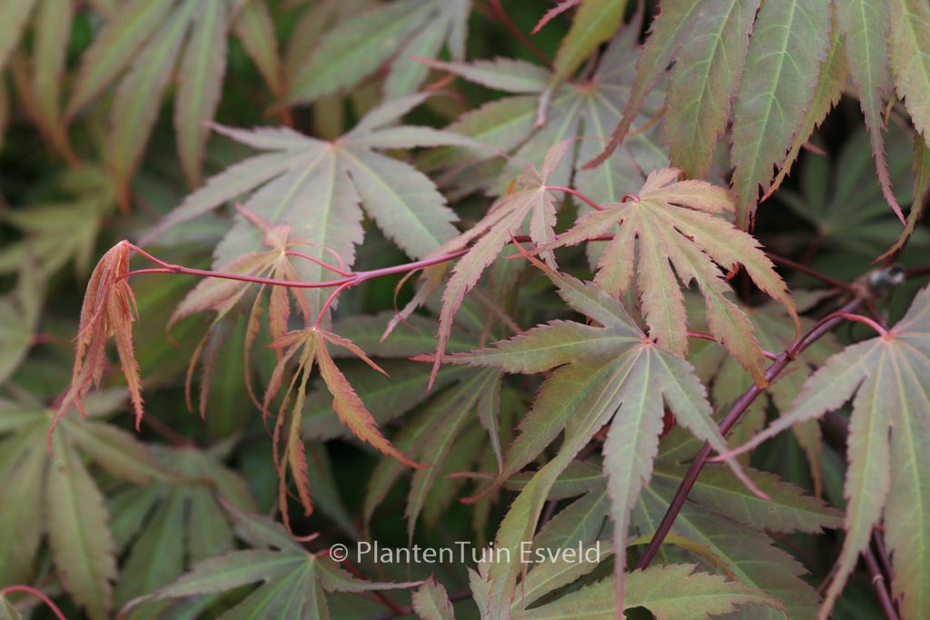 Acer palmatum ‘Murasaki-yama’