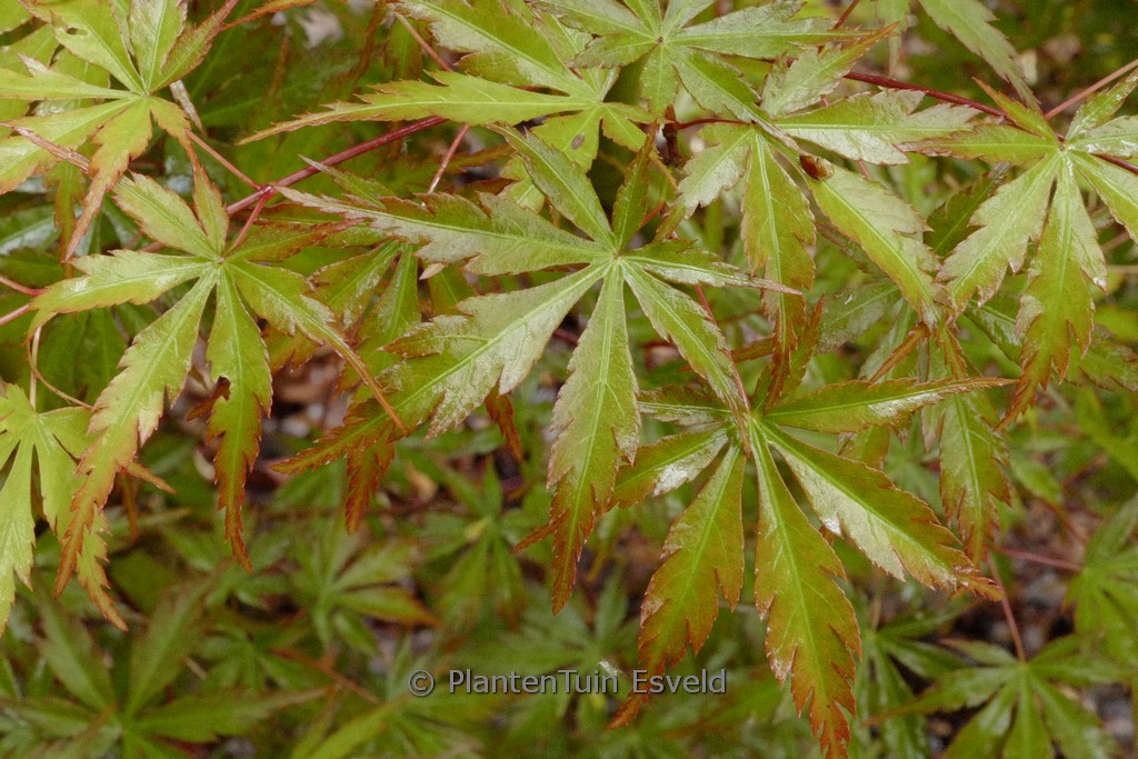 Acer palmatum ‘Mure-hibari’