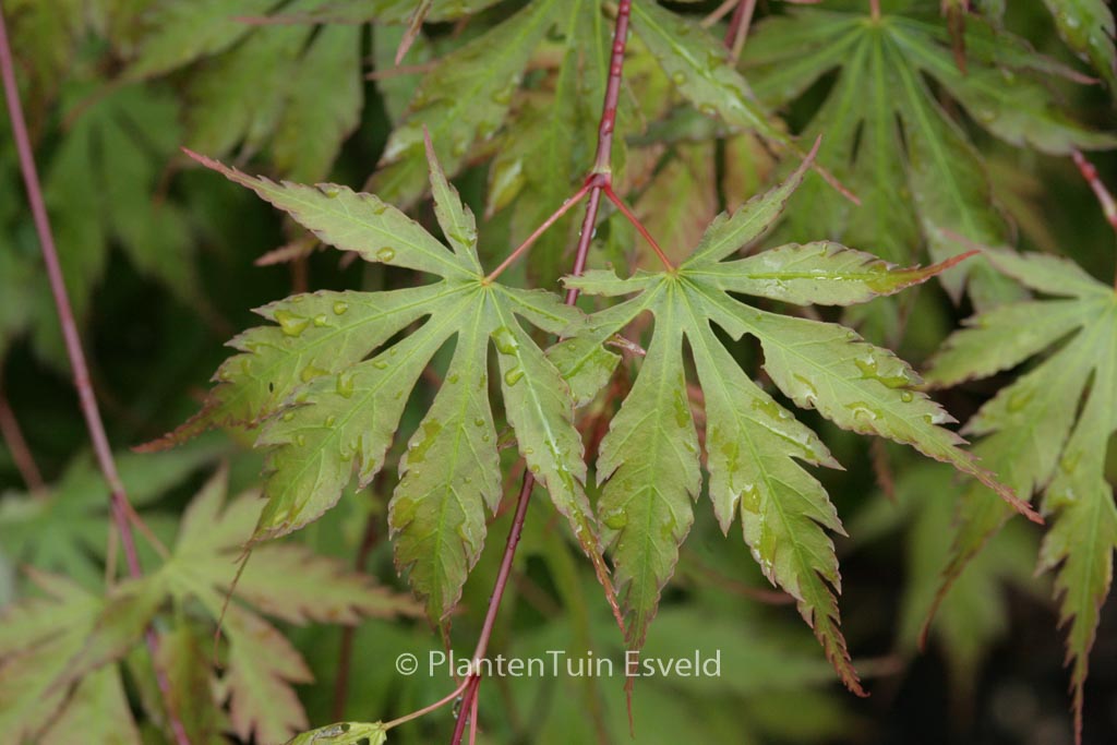 Acer palmatum ‘Nagisa-hime’
