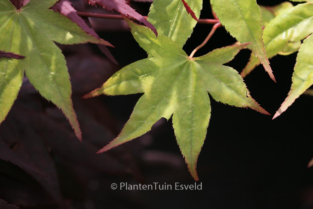 Acer palmatum ‘Naka-oku-gawa’