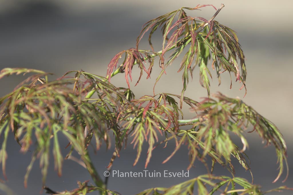 Acer palmatum ‘Nancy’s Legacy’