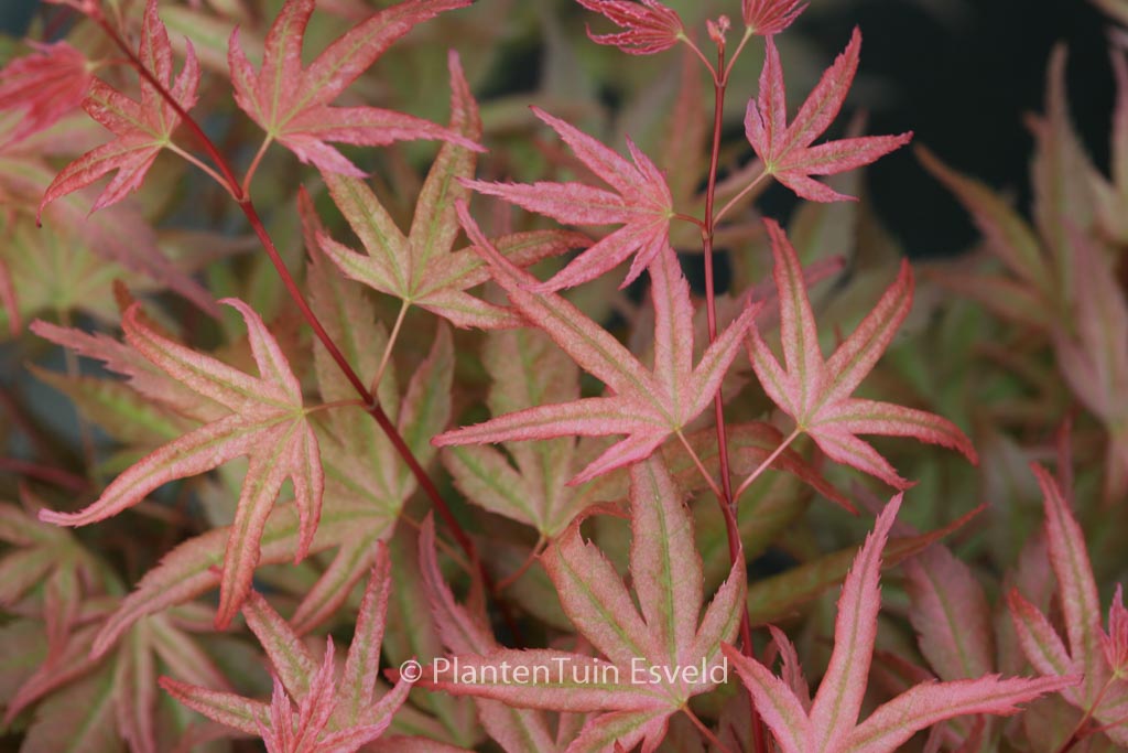 Acer palmatum ‘Naniwa-beni’