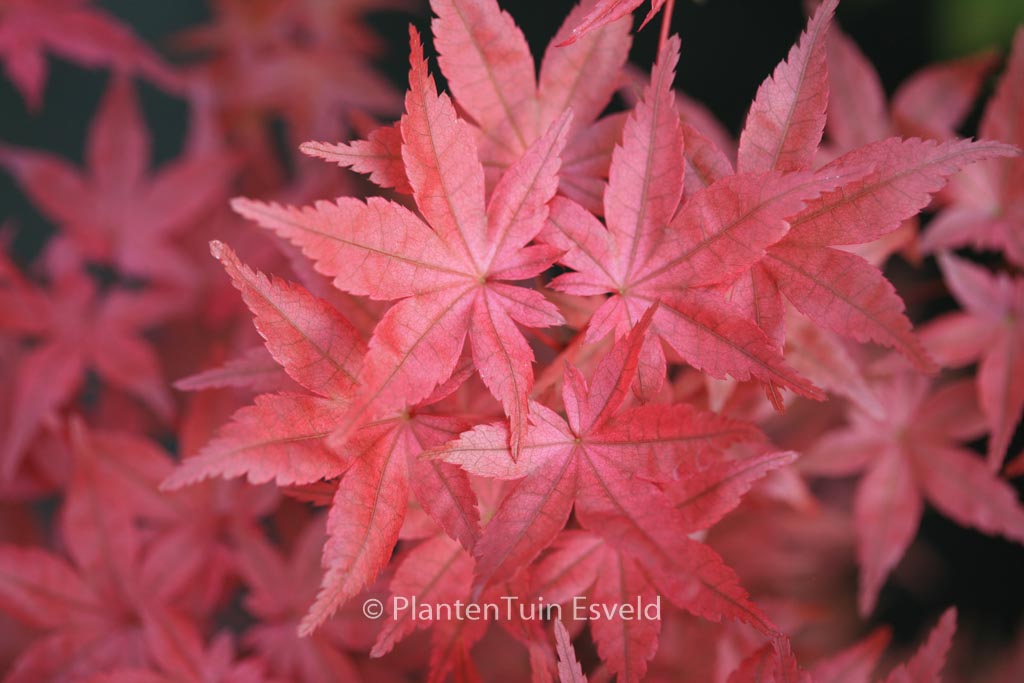 Acer palmatum ‘Nishiki-no-murasaki’