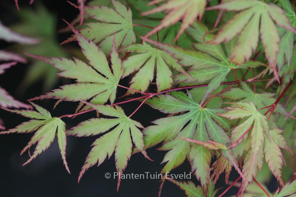 Acer palmatum ‘Nogat’