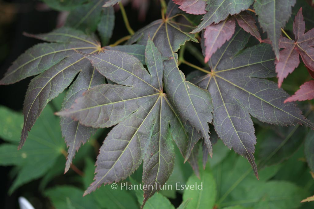 Acer palmatum ‘Nomura-kohyoh’