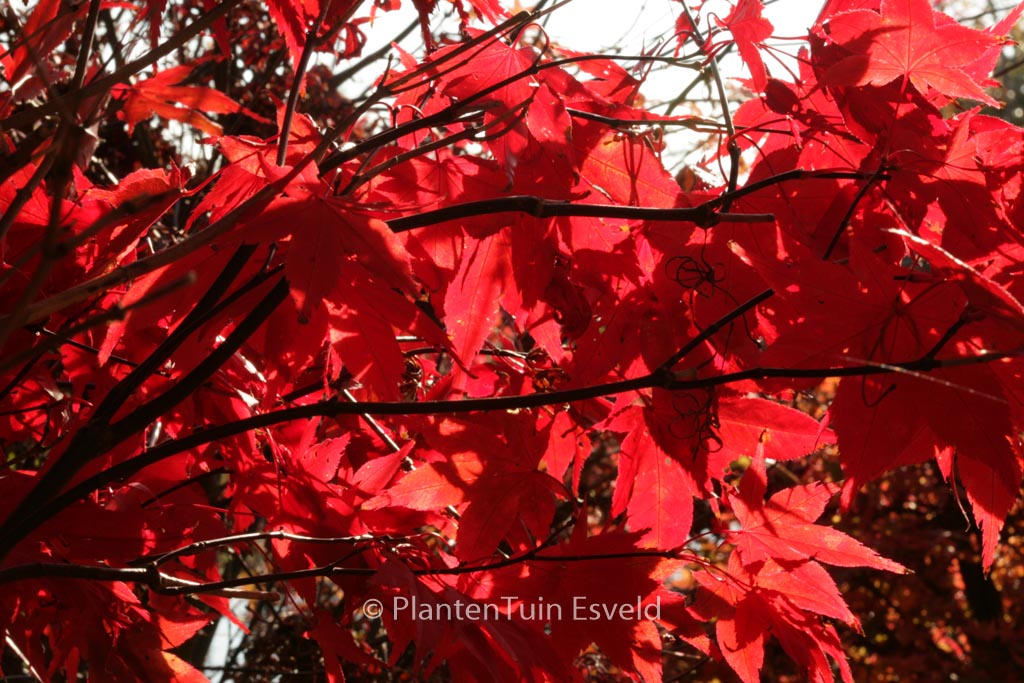 Acer palmatum ‘Nomura-nishiki’