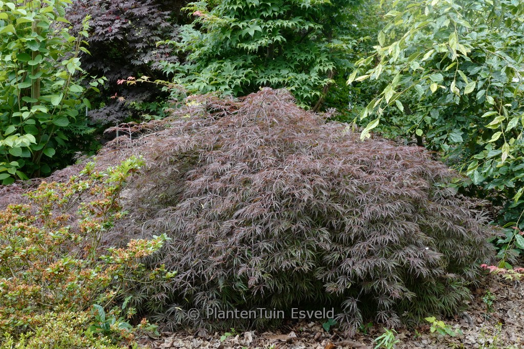 Acer palmatum ‘Nomura shidare’