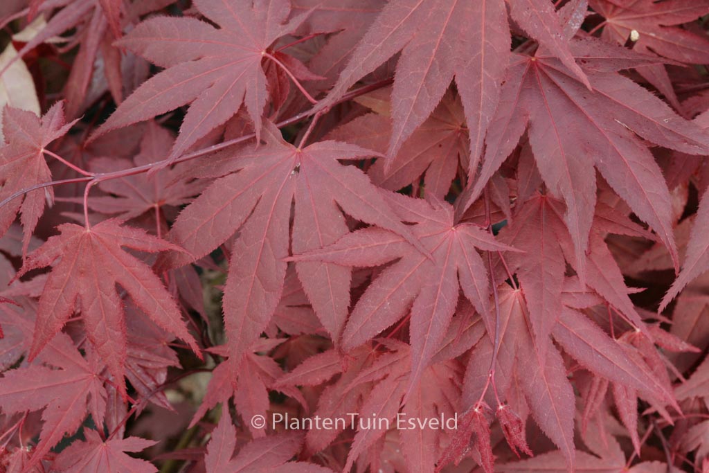 Acer palmatum ‘Novum’