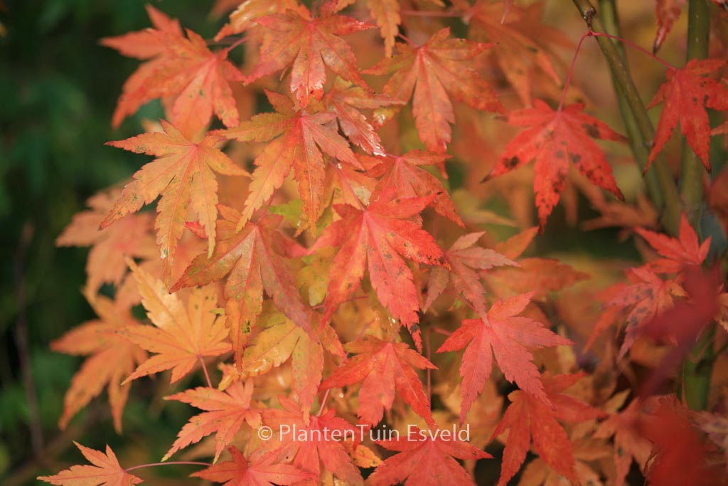 Acer palmatum ‘Nukata’