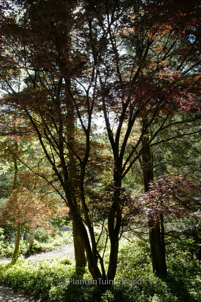 Acer palmatum ‘Nure-sagi’