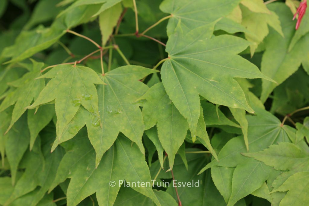 Acer palmatum ‘Nyaku-oji’