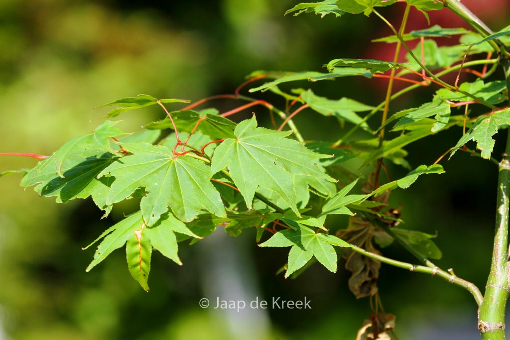 Acer palmatum ‘Obata’