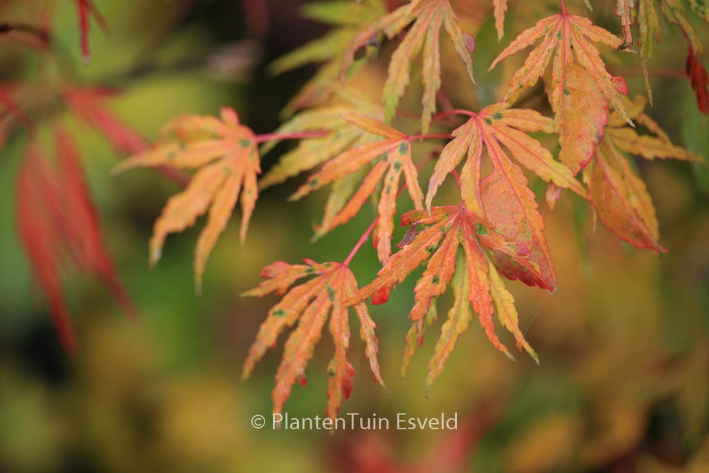 Acer palmatum ‘Ogi-nagashi’