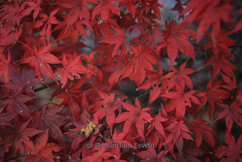 Acer palmatum ‘Ō-Kagami’
