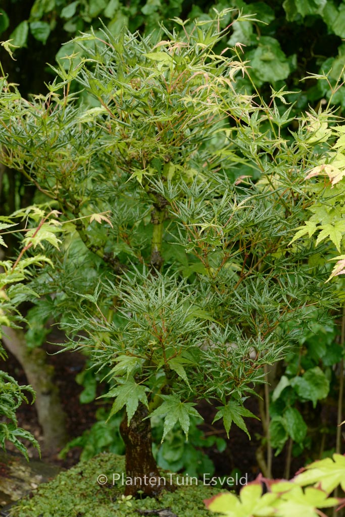 Acer palmatum ‘Okushimo’