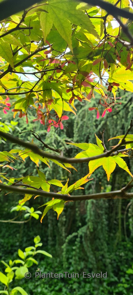 Acer palmatum ‘Omato’