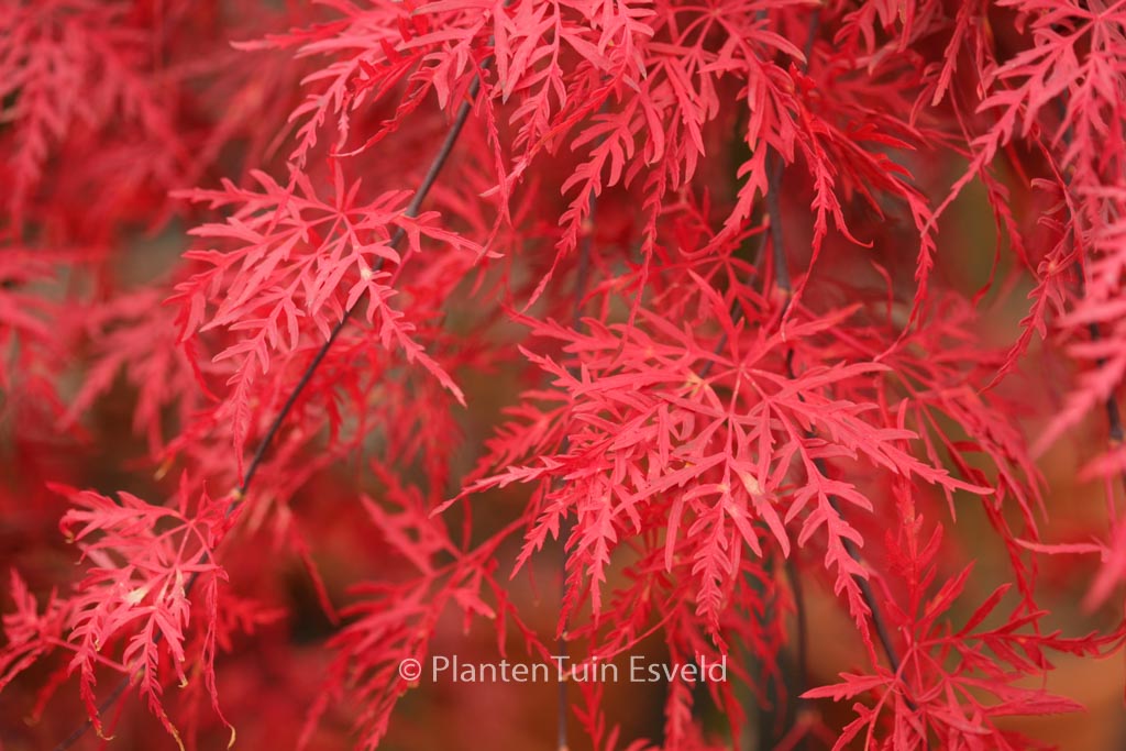 Acer palmatum ‘Orangeola’