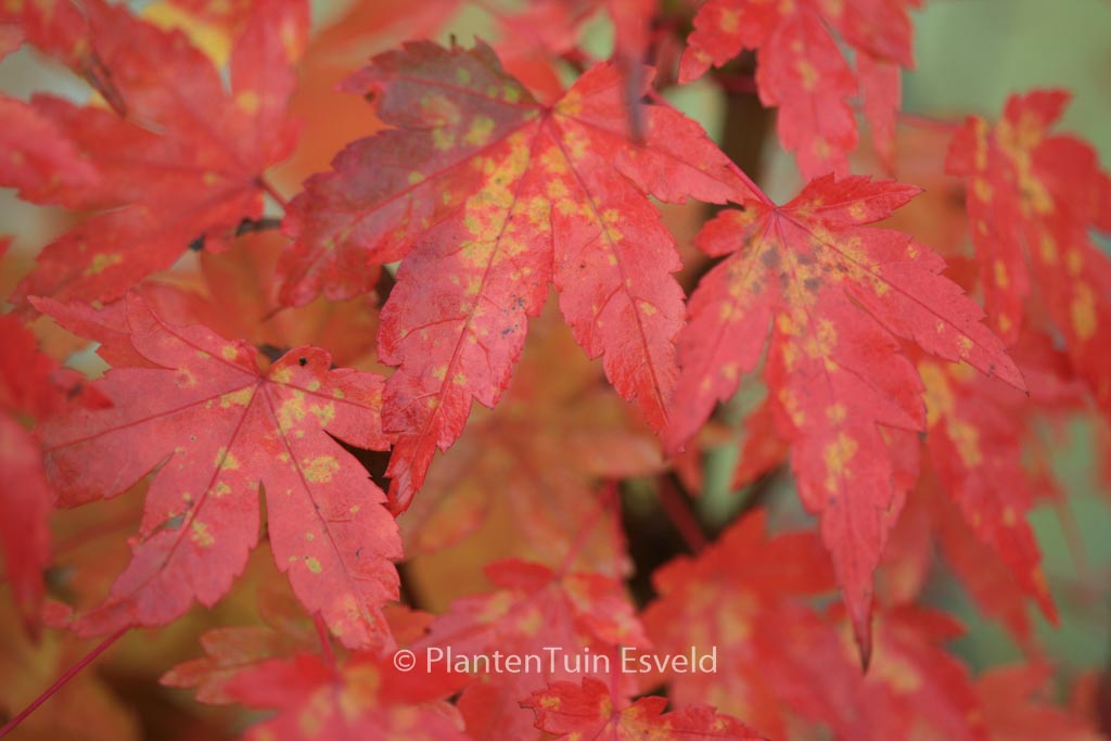 Acer palmatum ‘Oranges and Lemons’