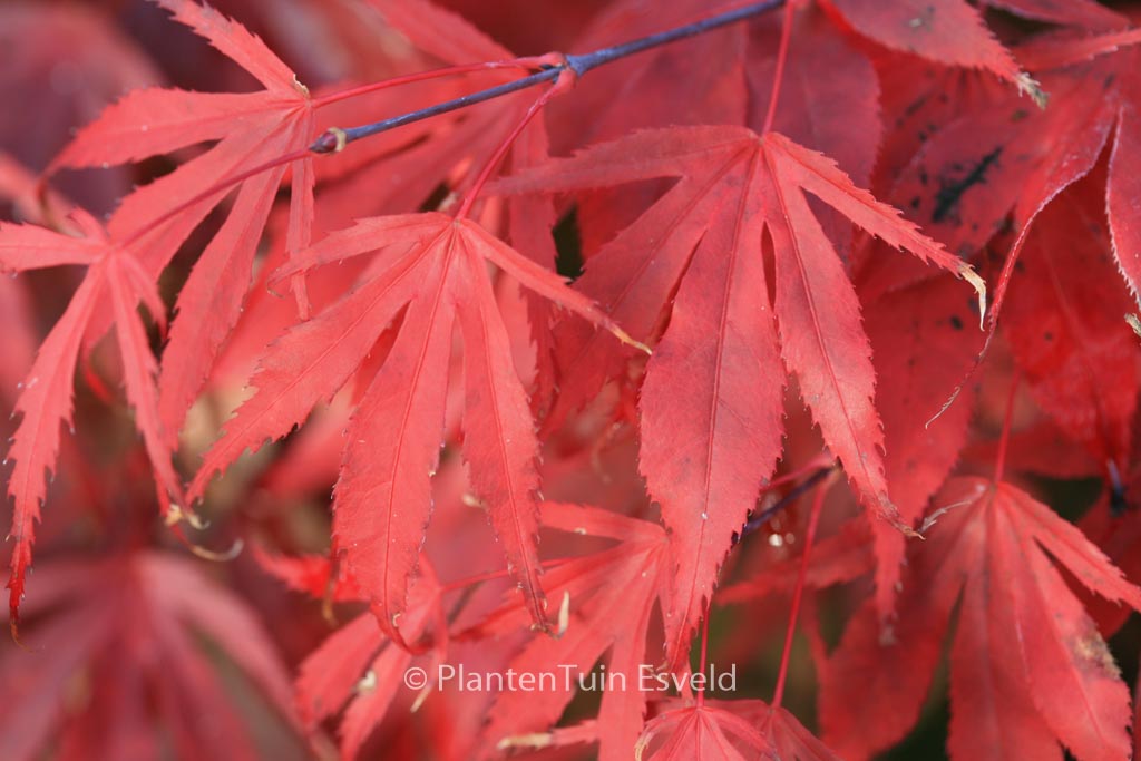 Acer palmatum ‘Oregon Sunset’