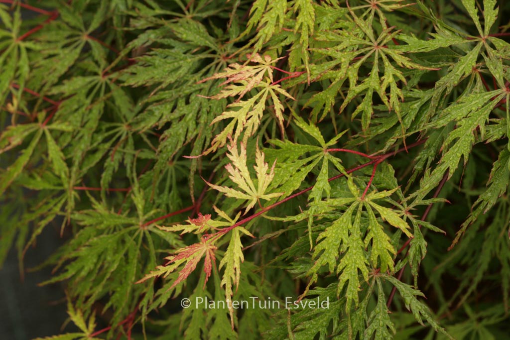 Acer palmatum ‘Oriental Lace’