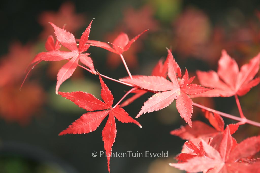 Acer palmatum ‘Oriental Mystery’