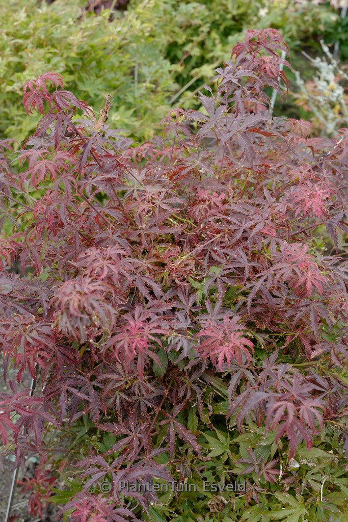 Acer palmatum ‘Orion’