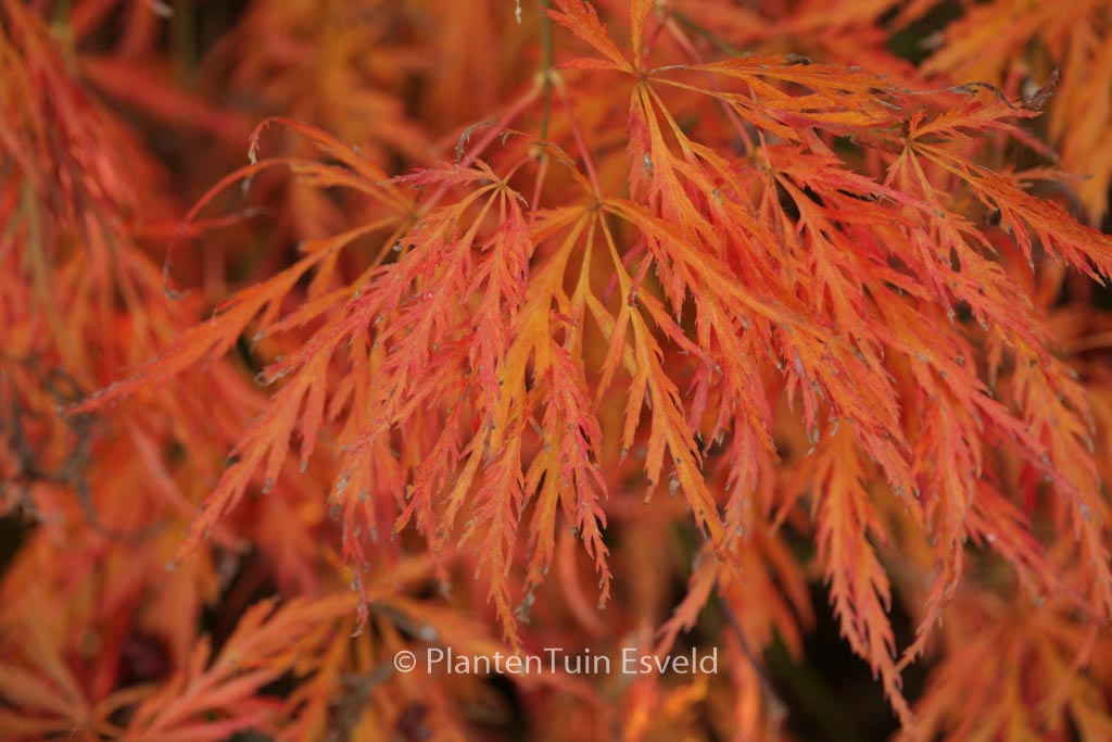 Acer palmatum ‘Ornatum’