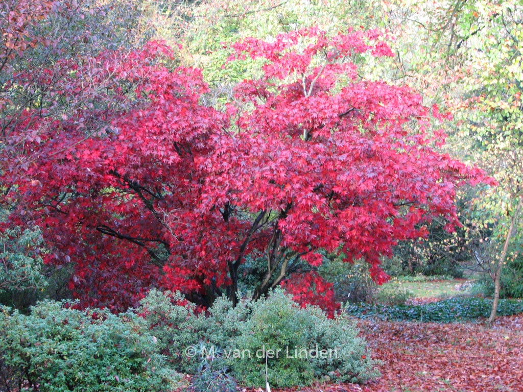 Acer palmatum ‘Osakazuki’