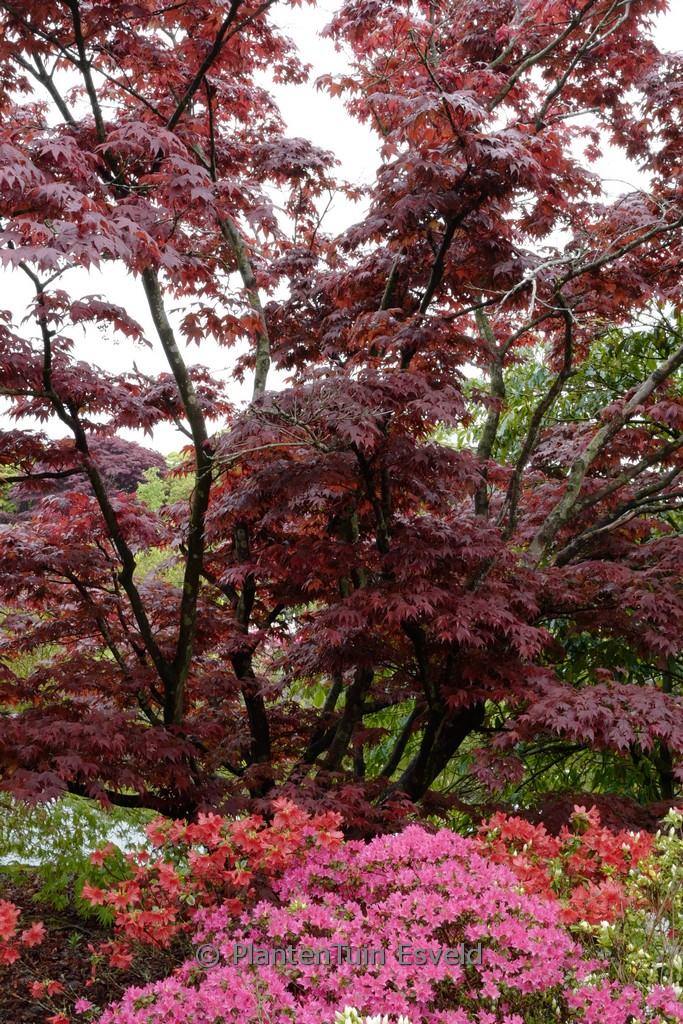 Acer palmatum ‘Oshio-beni’
