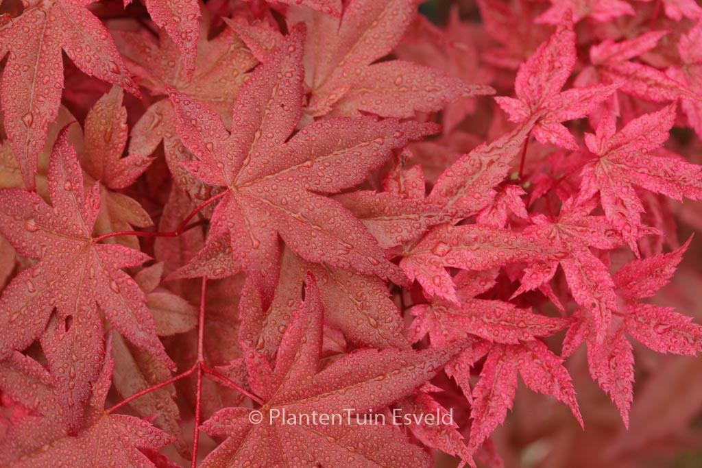 Acer palmatum ‘Otome-zakura’
