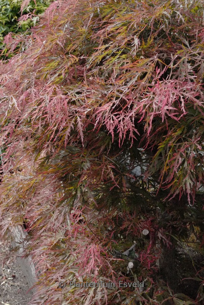 Acer palmatum ‘Otto’s Dissectum’