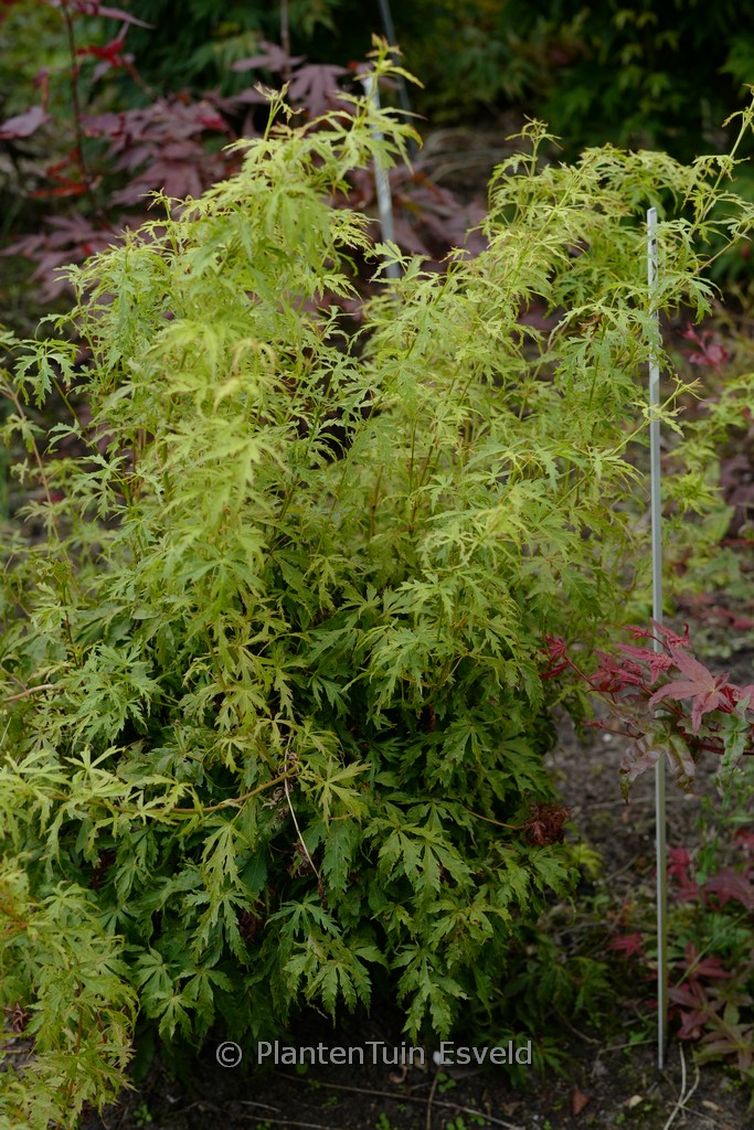 Acer palmatum ‘Patsy’