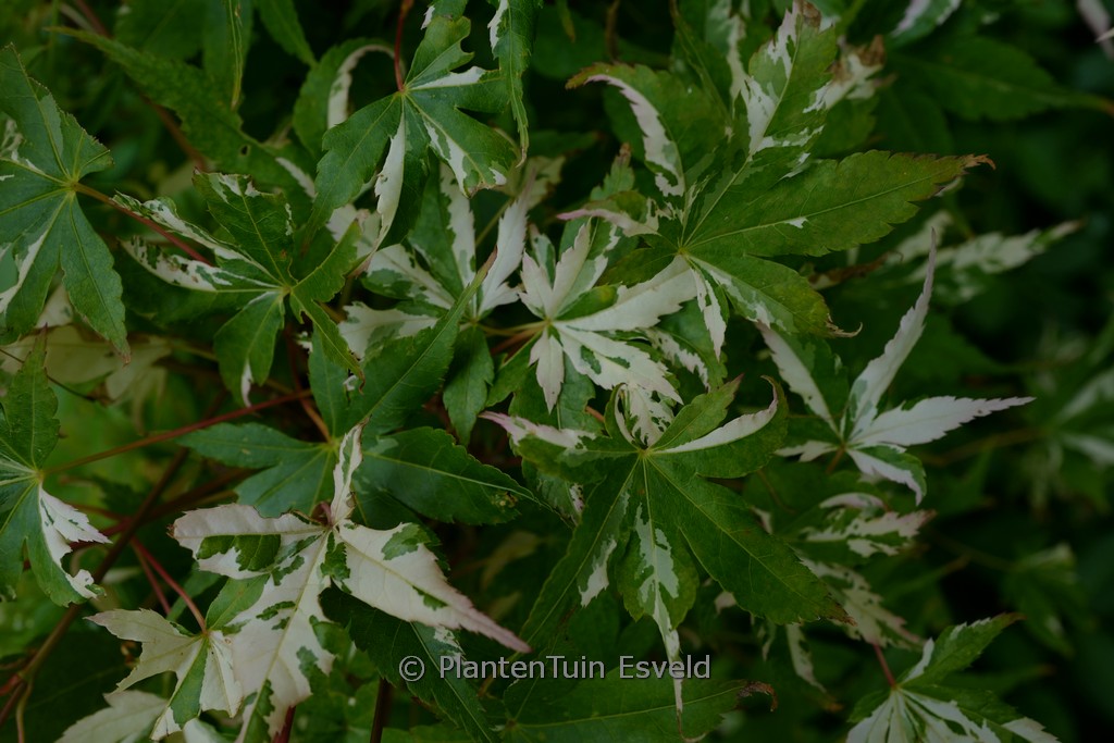 Acer palmatum ‘Paul’s Variegated’