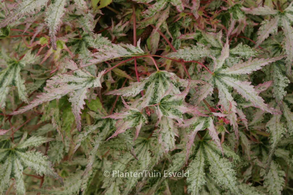 Acer palmatum ‘Peve Multicolor’