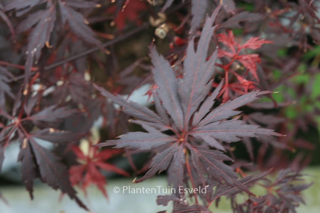 Acer palmatum ‘Peve Stanley’
