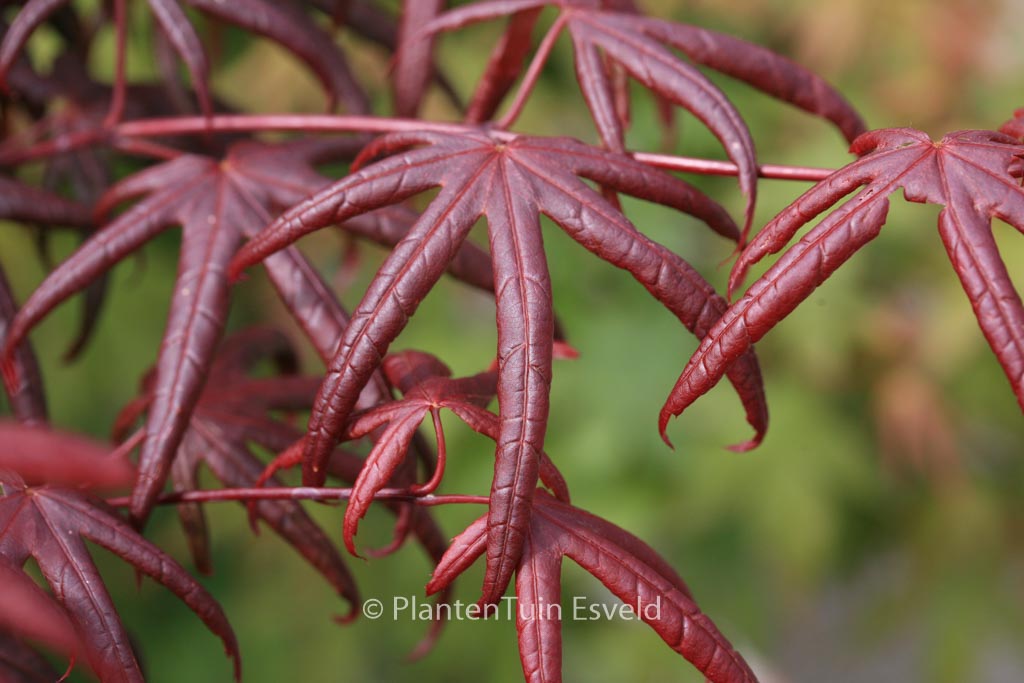 Acer palmatum ‘Peve Starfish’