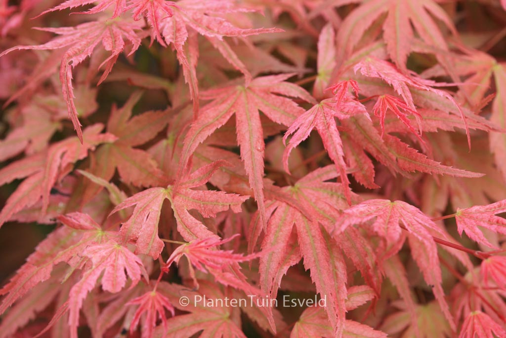 Acer palmatum ‘Phoenix’