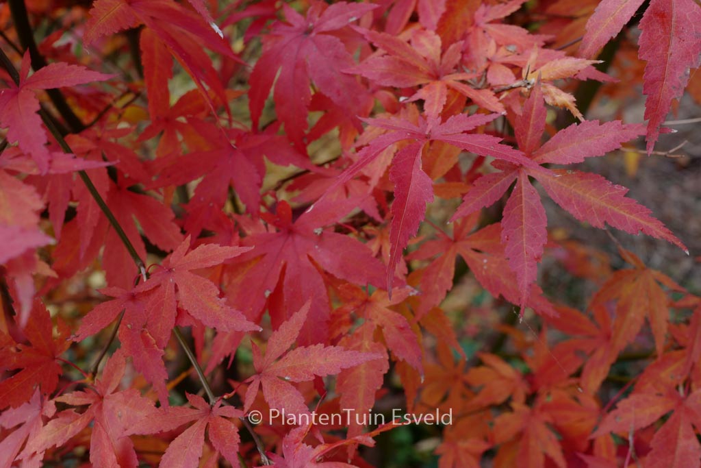 Acer palmatum ‘Purple Glory’
