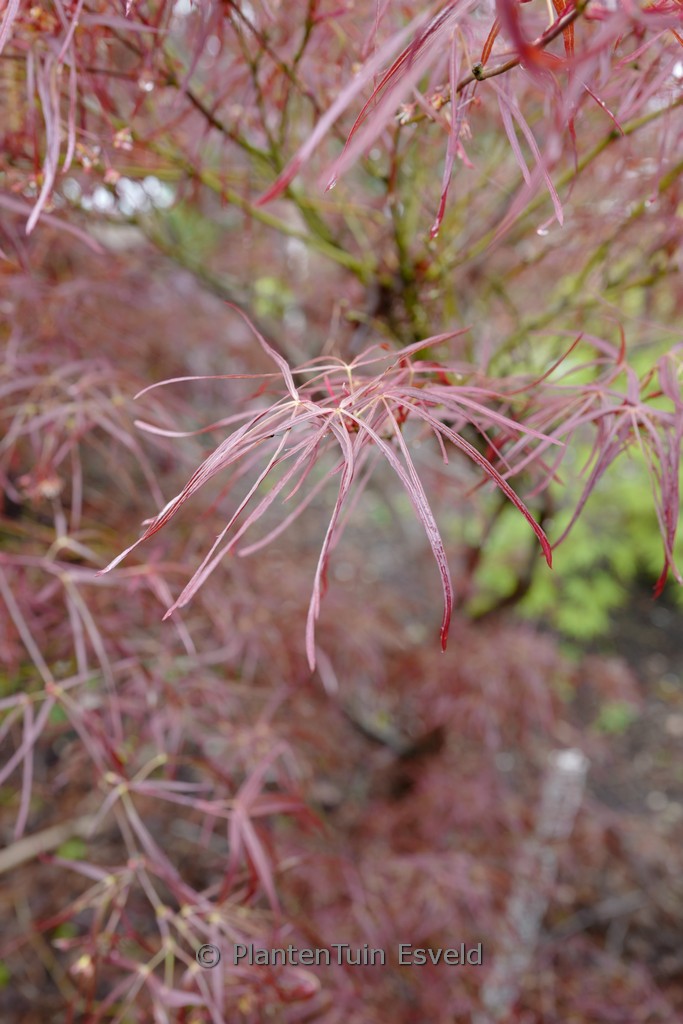 Acer palmatum ‘Purpureum Angustilobum’