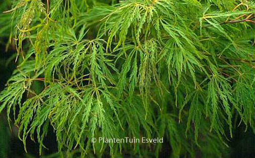 Acer palmatum ‘Red Autumn Lace’