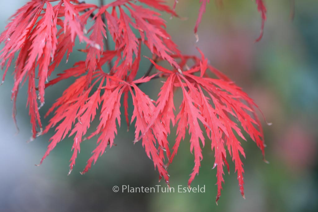 Acer palmatum ‘Red Dragon’