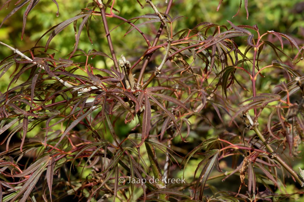 Acer palmatum ‘Red Falcon’
