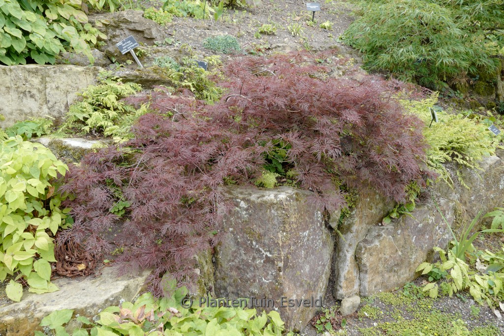 Acer palmatum ‘Red Filigree Lace’